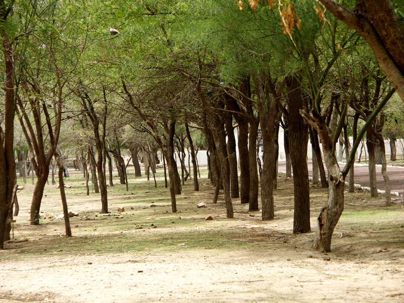 La Forêt des 29 - La seve contre le sang - Photo 3